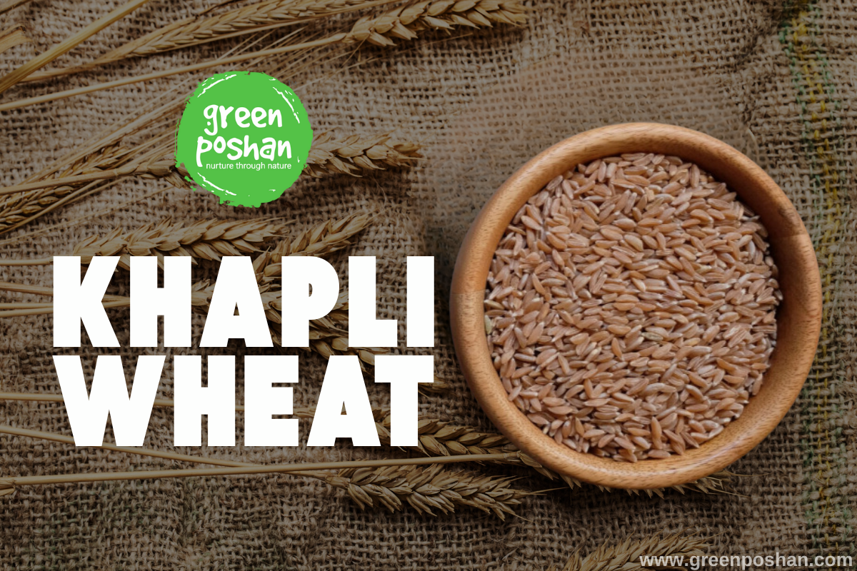 khapli wheat