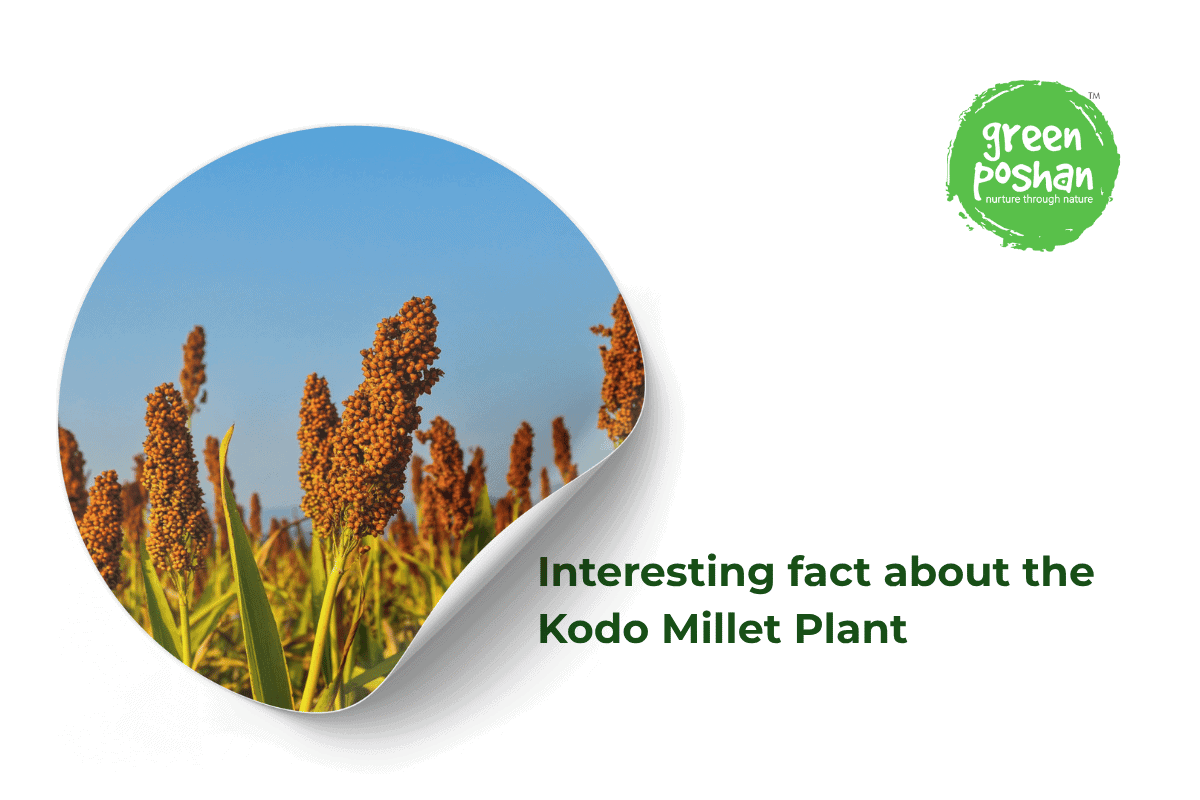 Kodo Millet Plant: Nutrition Guide & Safety Tips