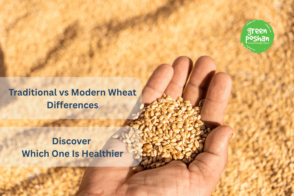 Traditional vs Modern Wheat